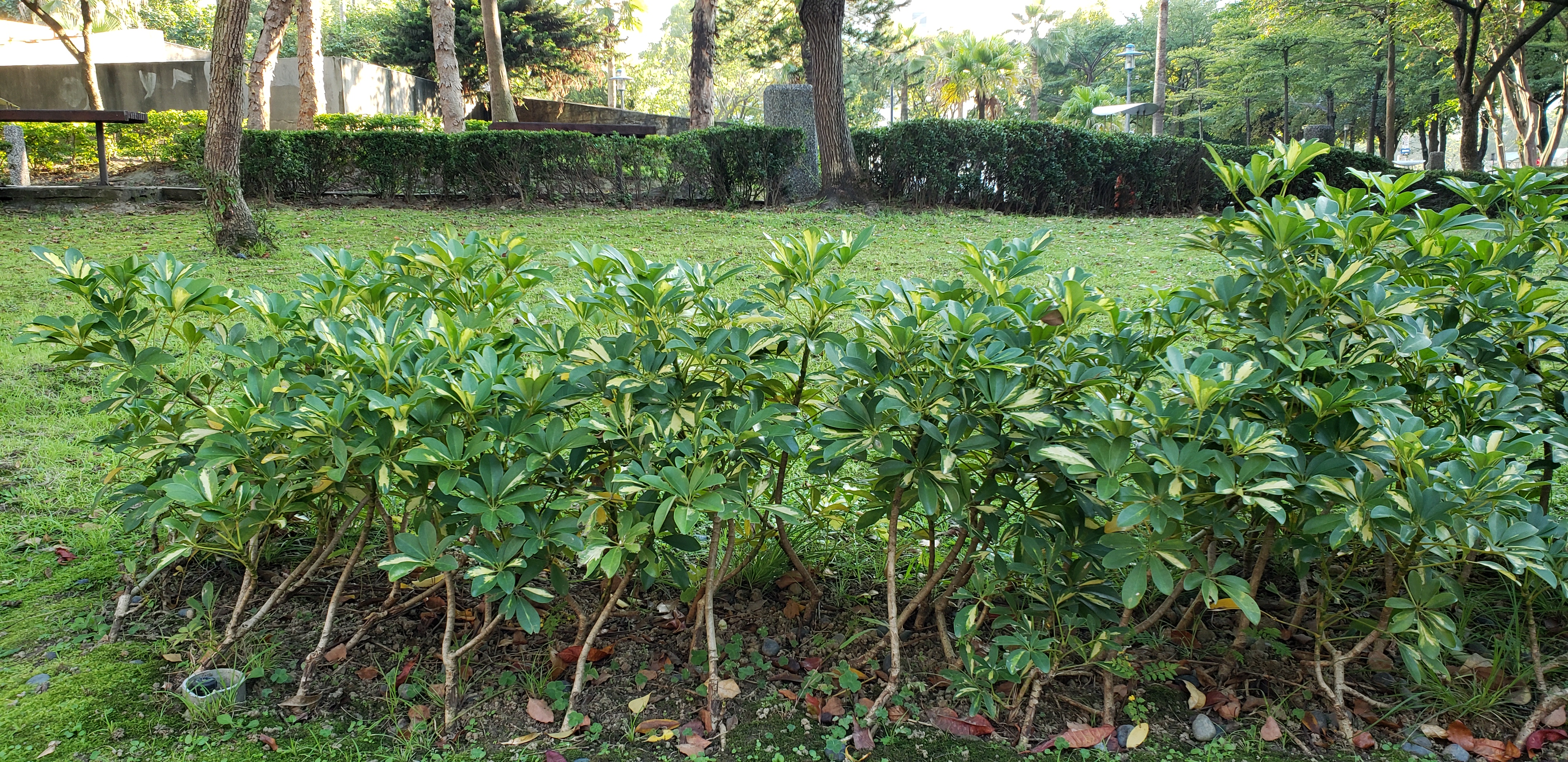 Schefflera arboricola plantplacesimage20181203_153625.jpg