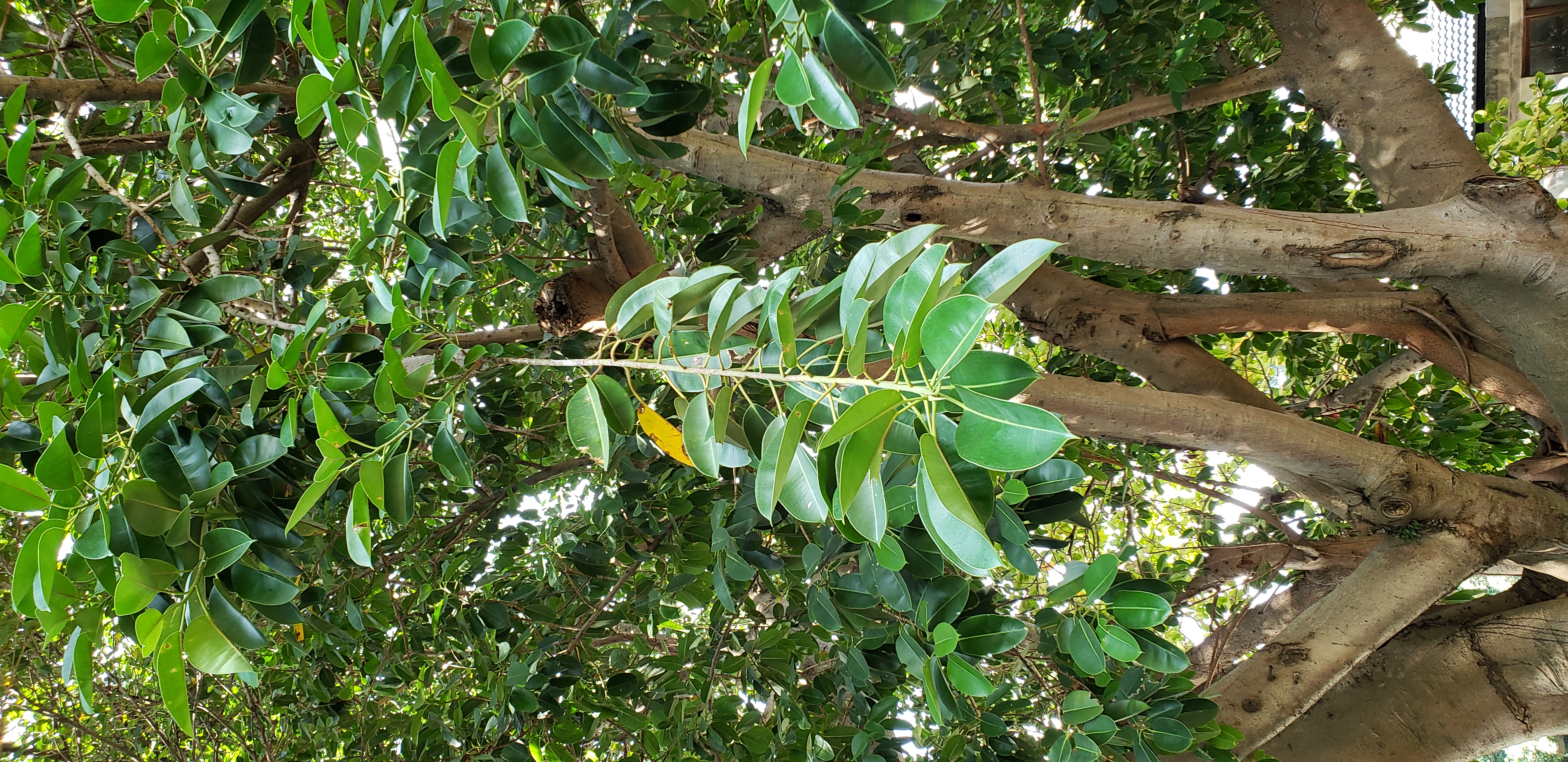 Ficus elastica plantplacesimage20181204_100128.jpg