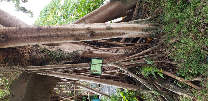 Ficus elastica plantplacesimage20181204_100143.jpg