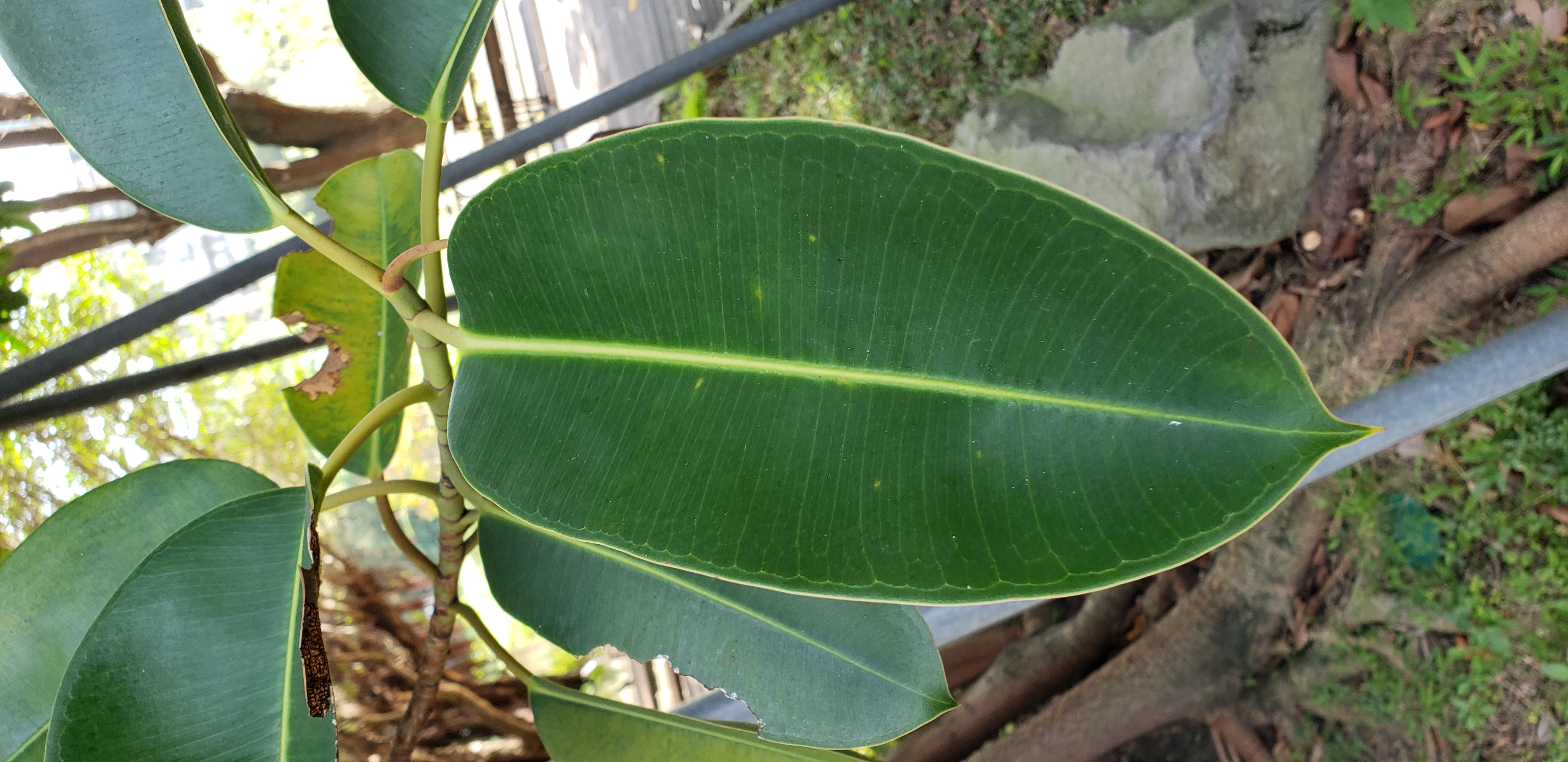 Ficus elastica plantplacesimage20181204_100421.jpg