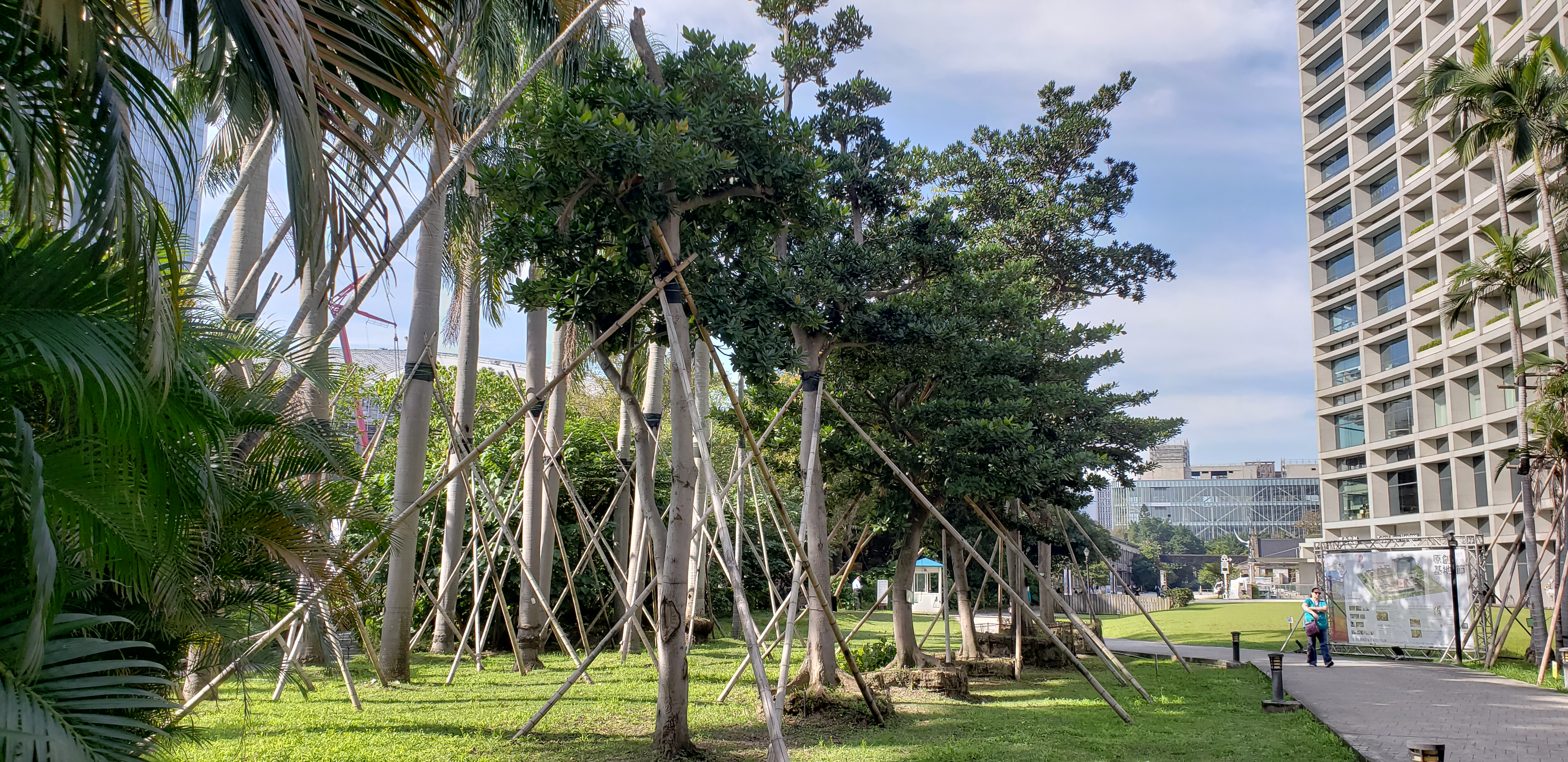 Palaguium formosanum plantplacesimage20181204_101650.jpg