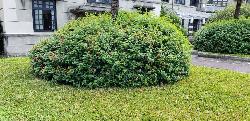 Lantana camara plantplacesimage20181204_102700.jpg