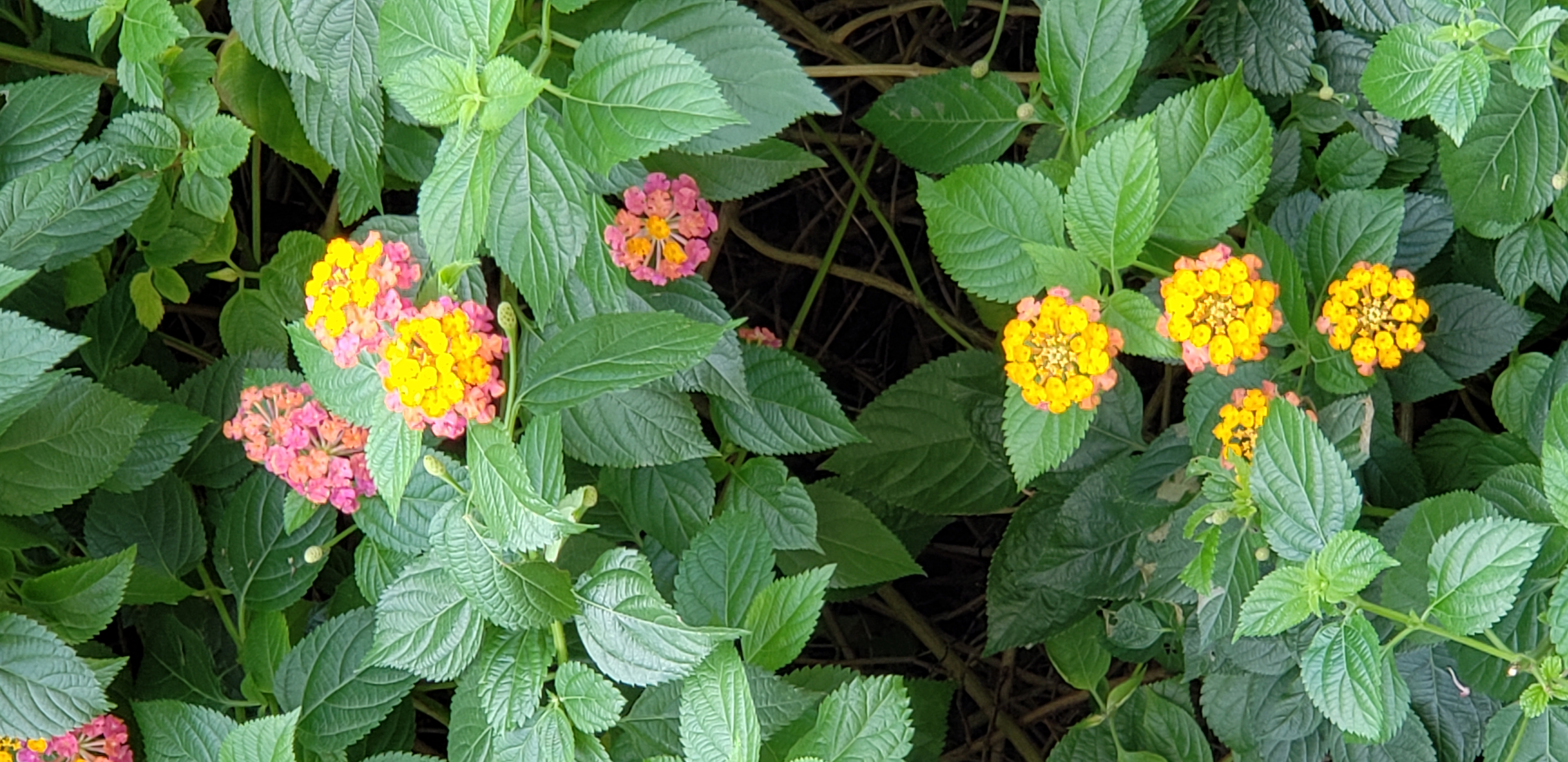 Lantana camara plantplacesimage20181204_102713.jpg