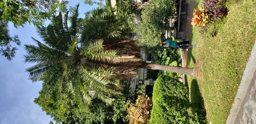 Phoenix areacacaea plantplacesimage20181204_103116.jpg