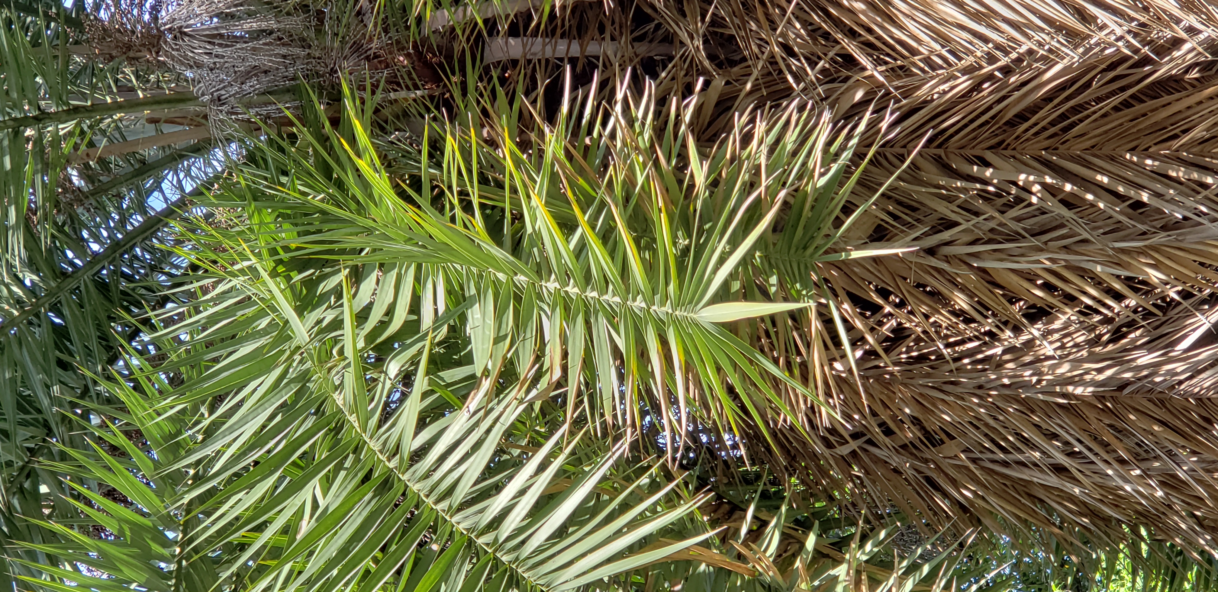 Phoenix areacacaea plantplacesimage20181204_103136.jpg
