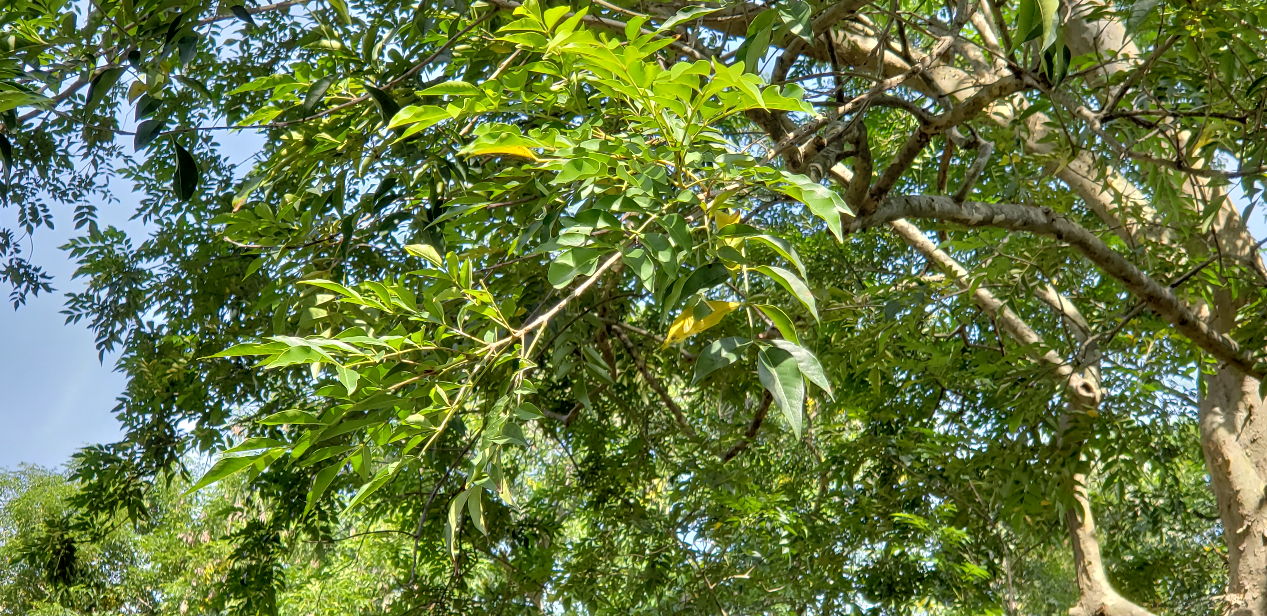 Fraxinus oleaceae plantplacesimage20181204_103502.jpg