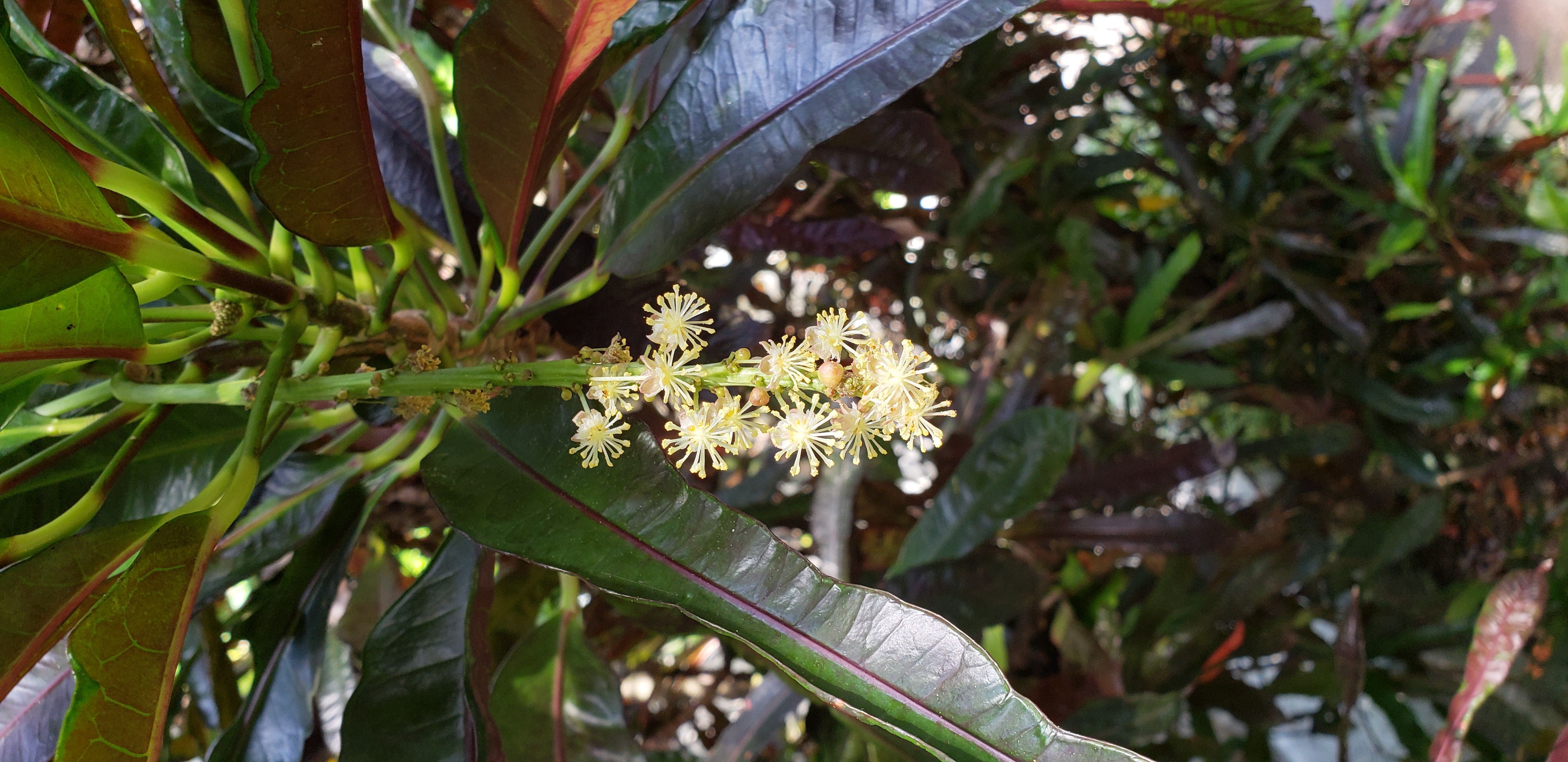 Codiaeum variegatum plantplacesimage20181204_103735.jpg