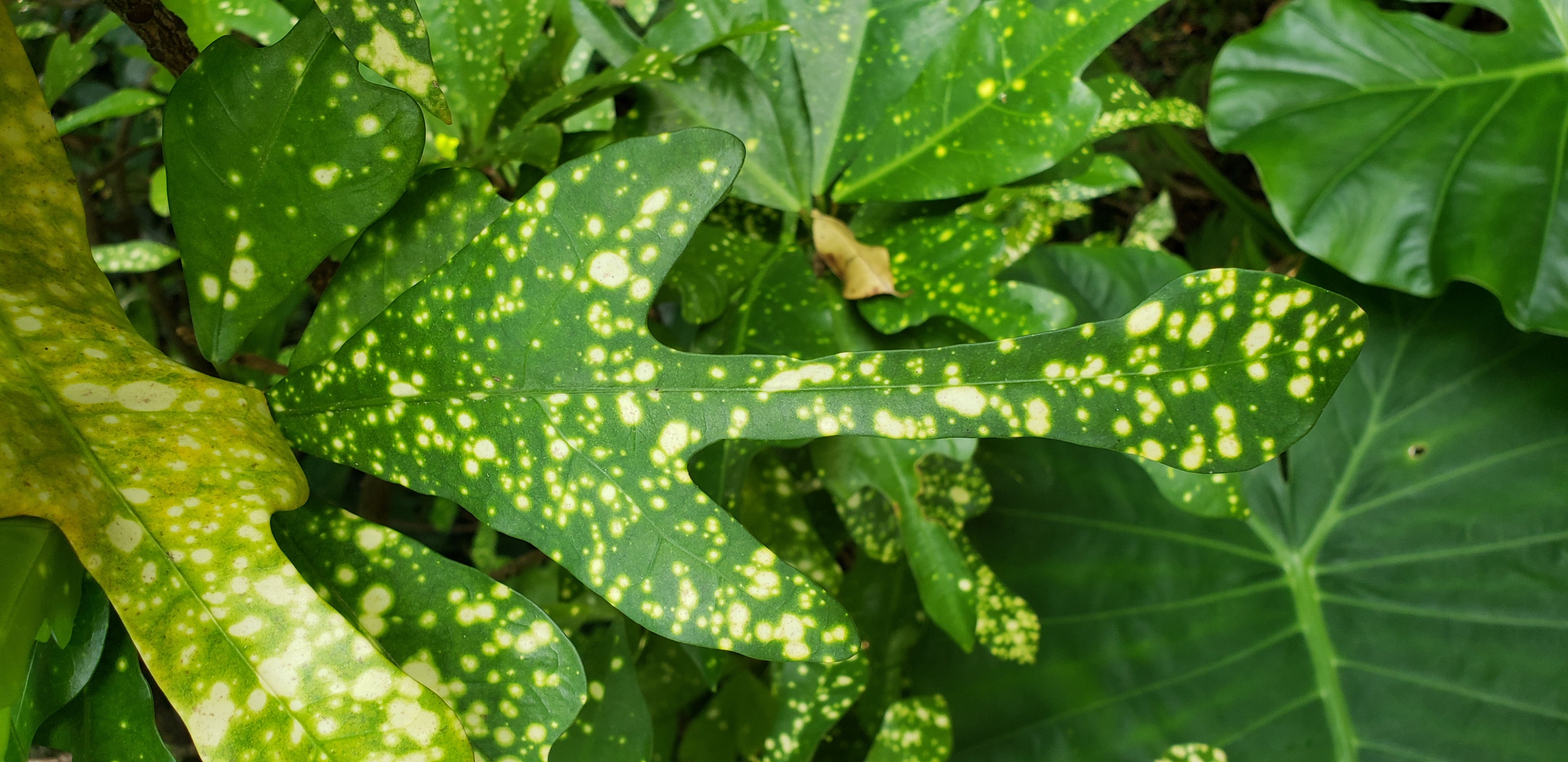 Codiaeum variegatum plantplacesimage20181204_103845.jpg