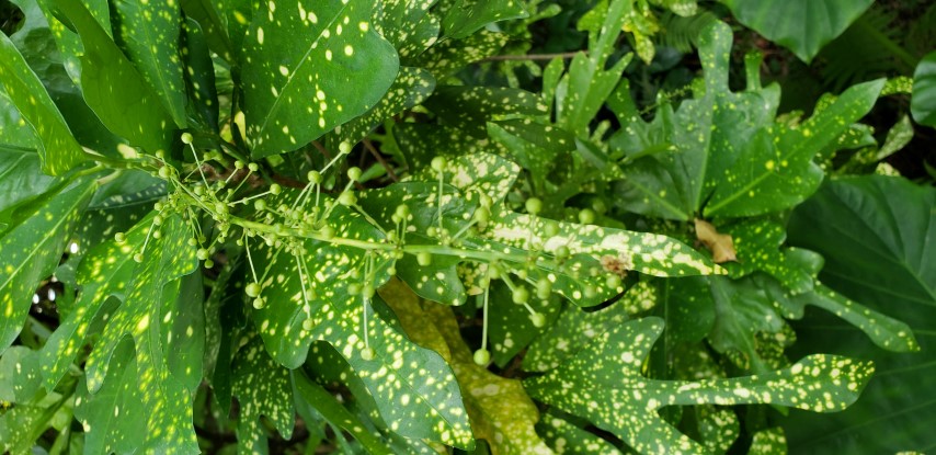 Codiaeum variegatum plantplacesimage20181204_103852.jpg