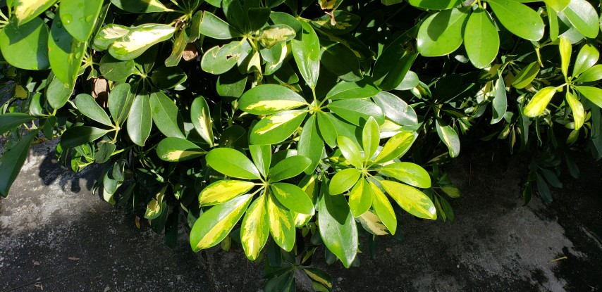 Schefflera arboricola plantplacesimage20181204_104027.jpg