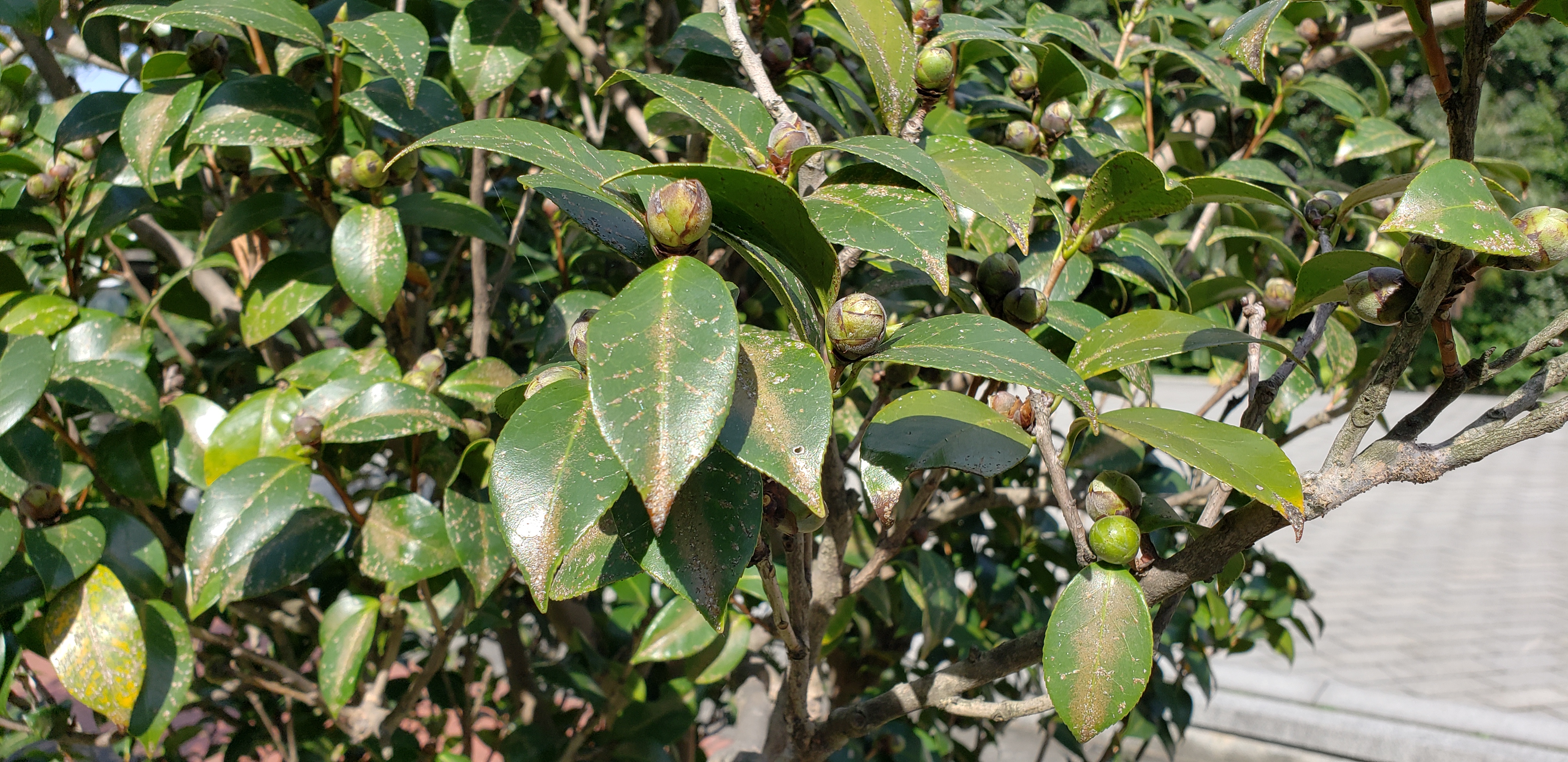 Camellia theaceae plantplacesimage20181204_104214.jpg