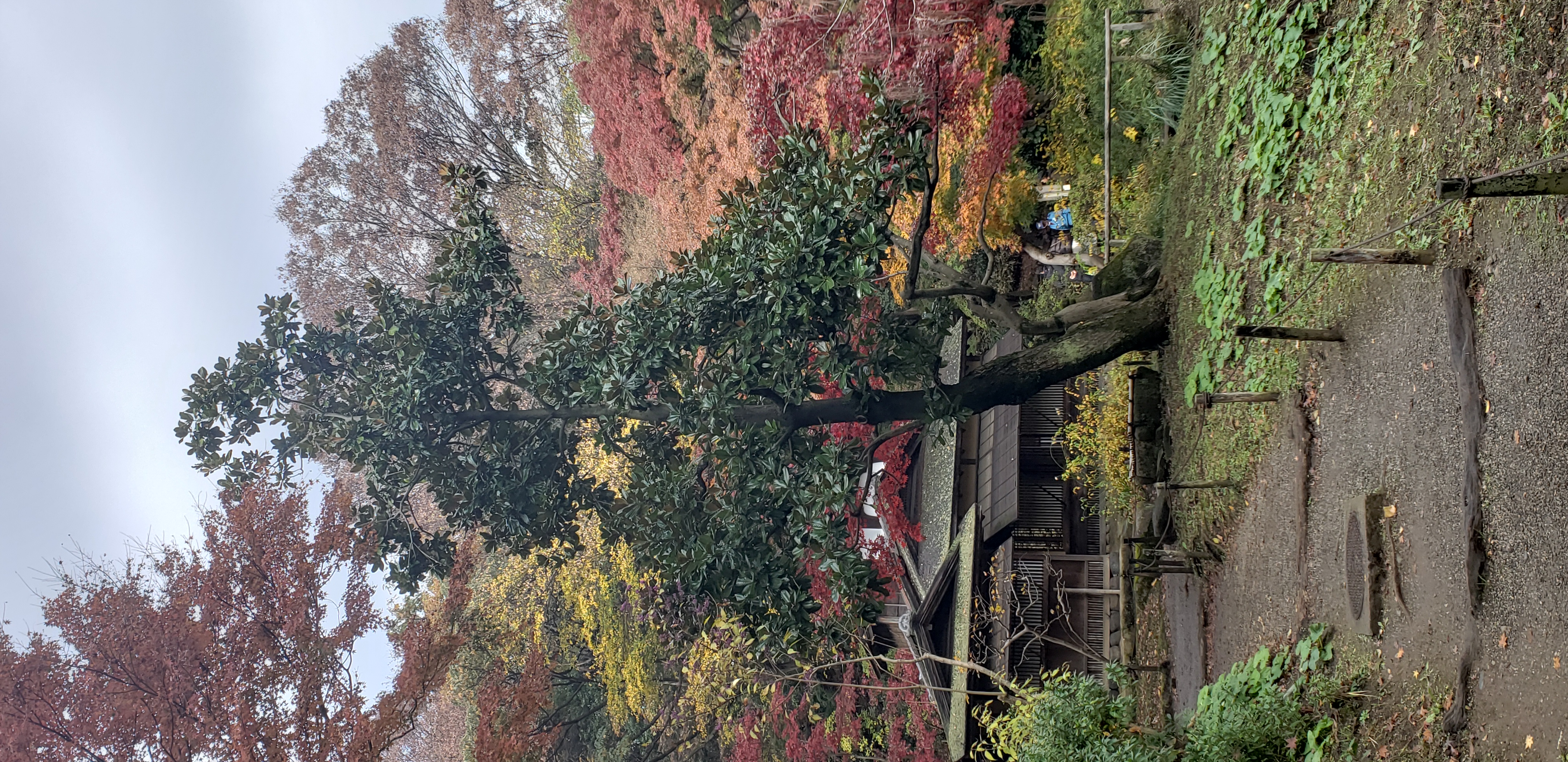 Magnolia soulangeana plantplacesimage20181207_092808.jpg