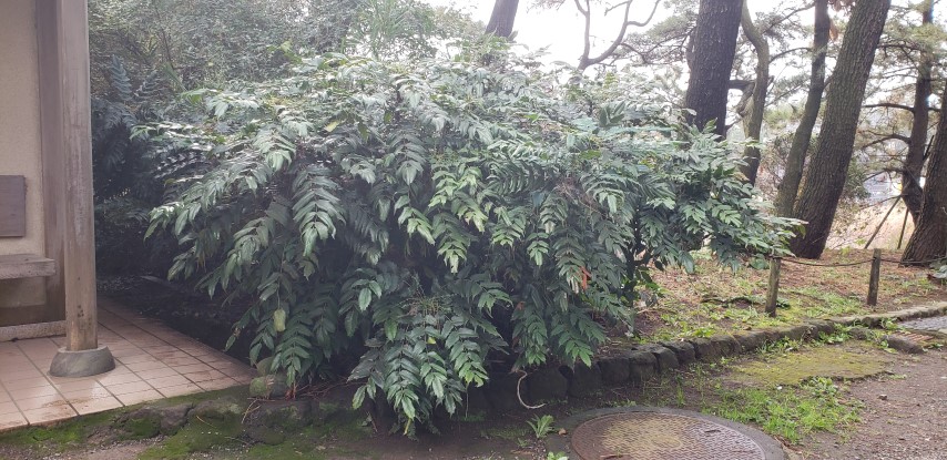 Mahonia aquifolium plantplacesimage20181207_095106.jpg