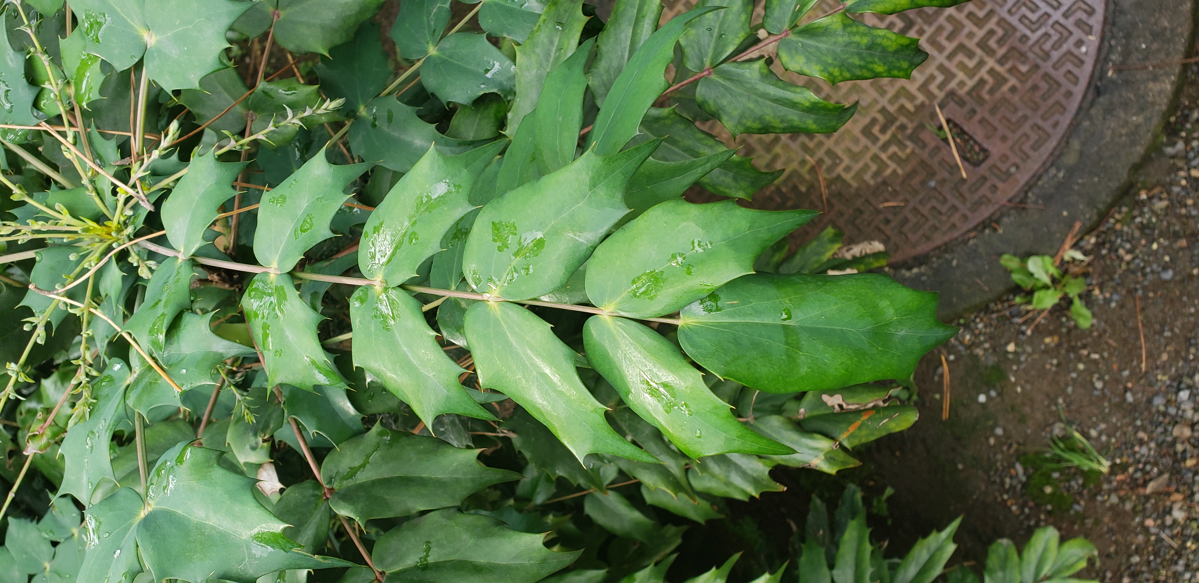 Mahonia aquifolium plantplacesimage20181207_095129.jpg