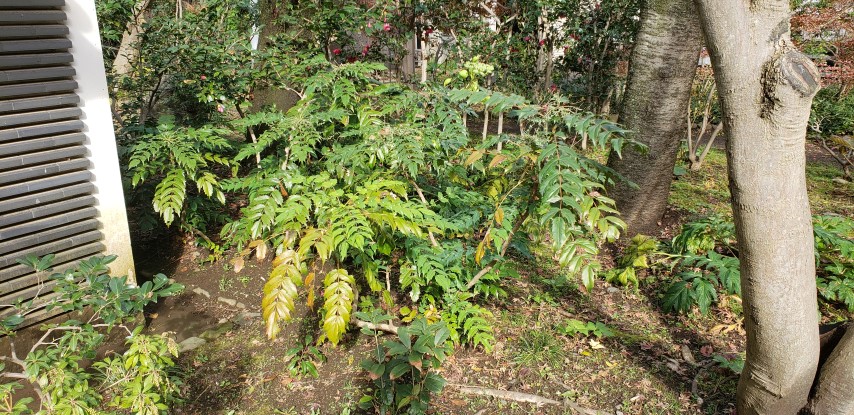 Mahonia aquifolium plantplacesimage20181207_095843.jpg