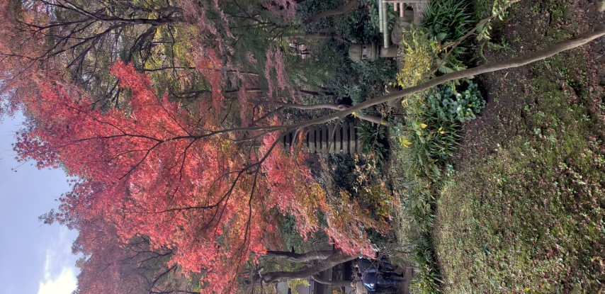 Acer japonicum plantplacesimage20181207_100359.jpg