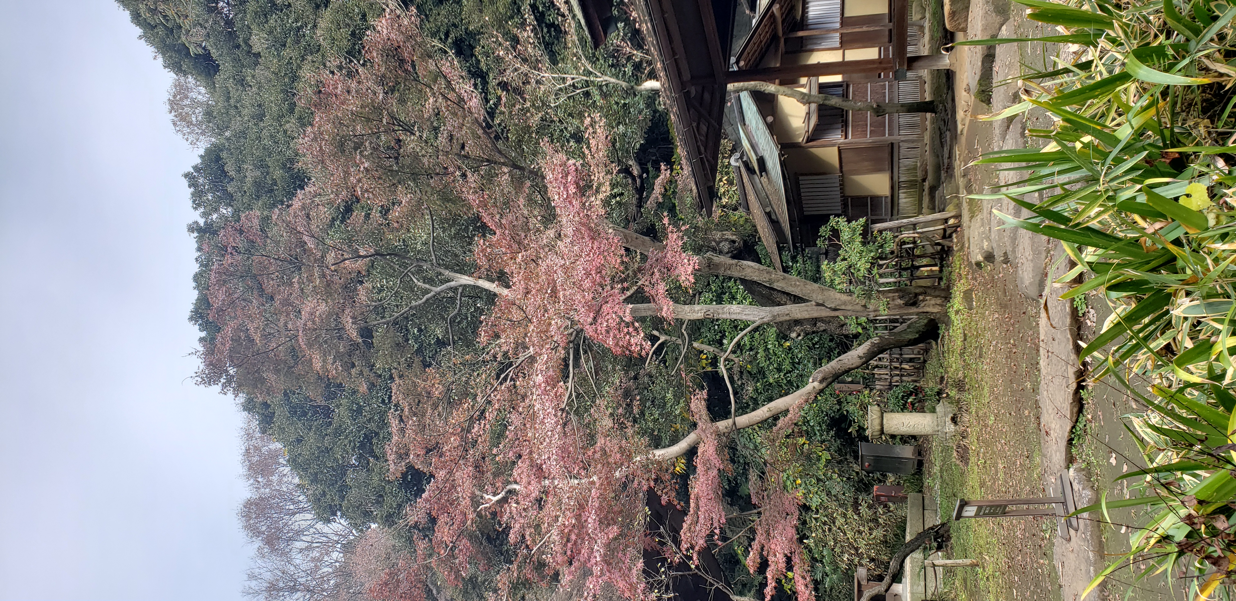 Acer japonicum plantplacesimage20181207_100638.jpg