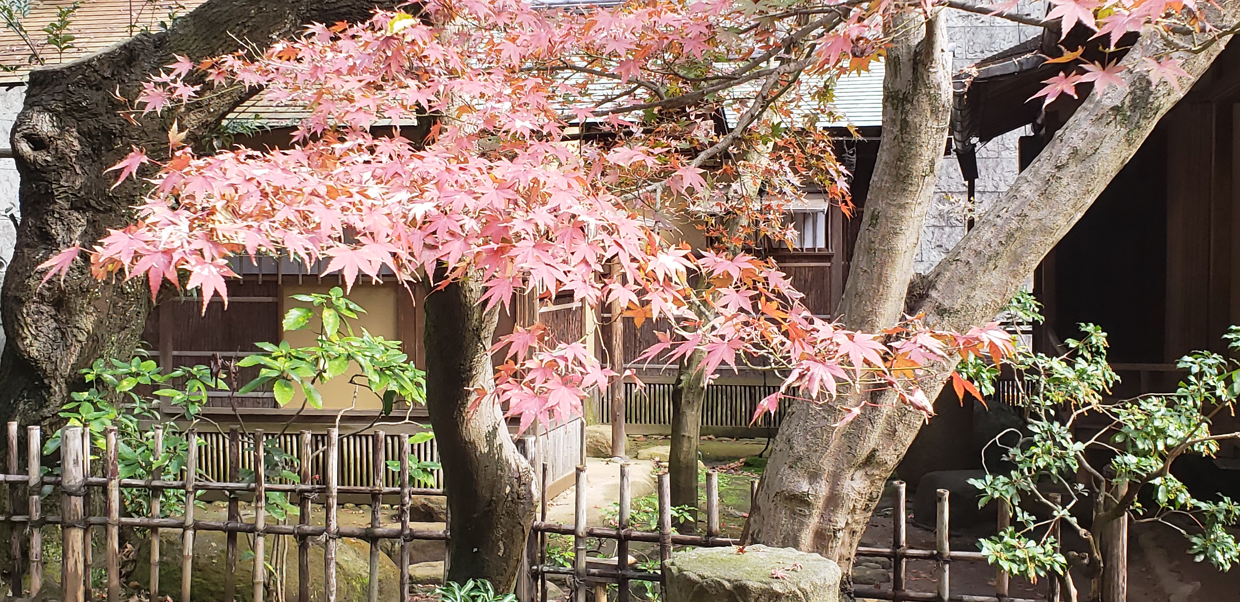 Acer japonicum plantplacesimage20181207_100708.jpg