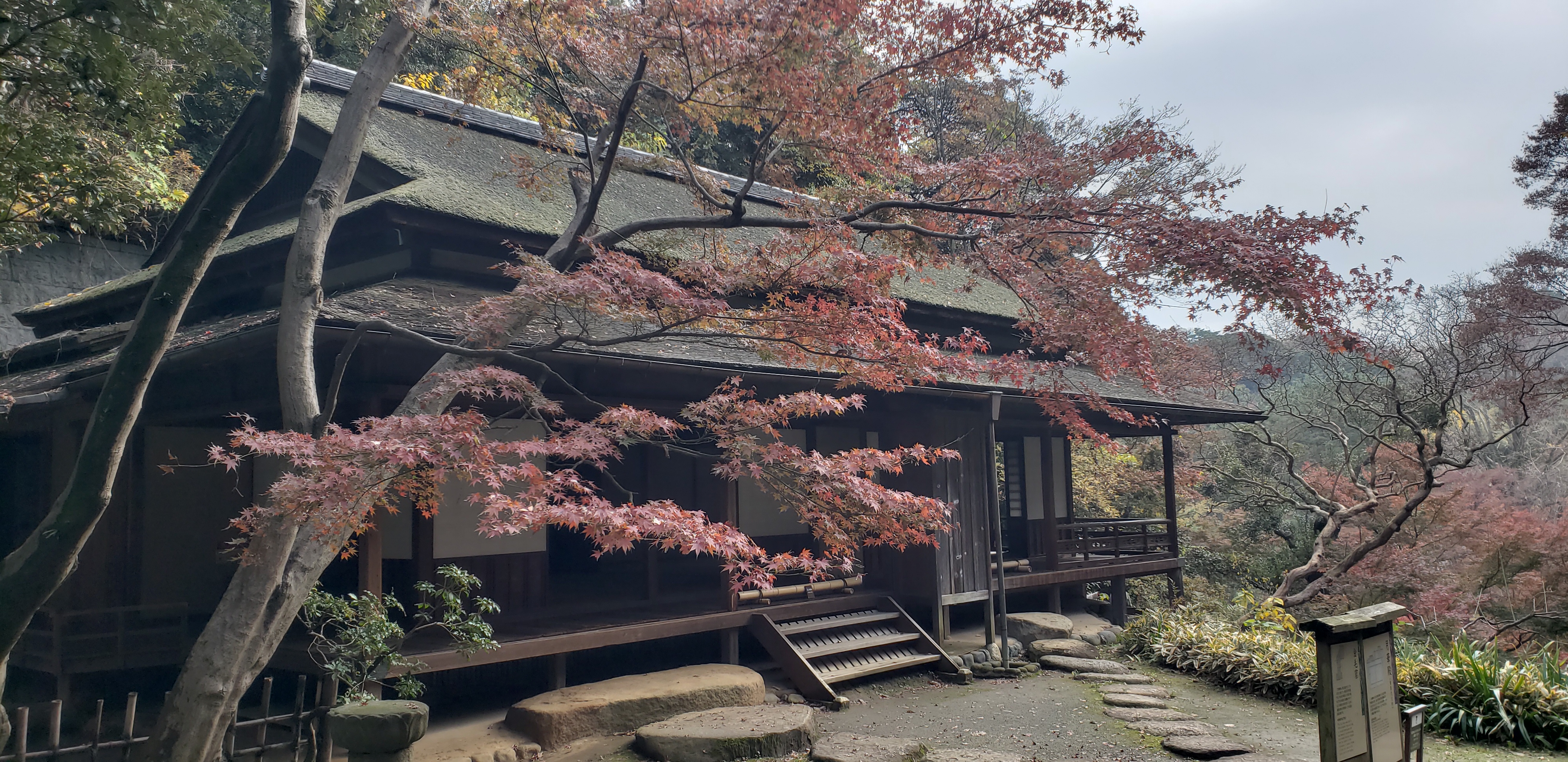 Acer japonicum plantplacesimage20181207_100726.jpg