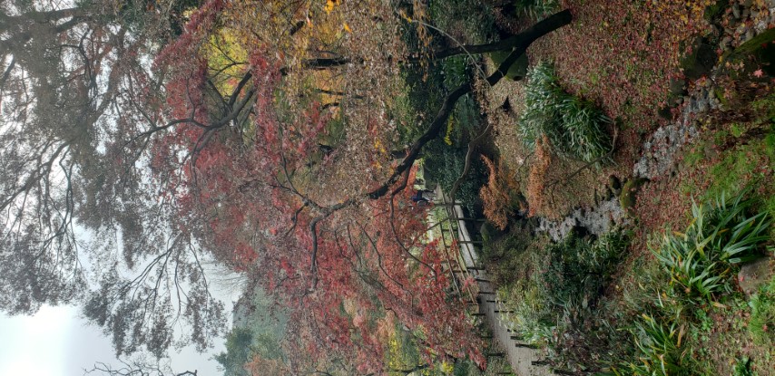 Acer japonicum plantplacesimage20181207_100801.jpg