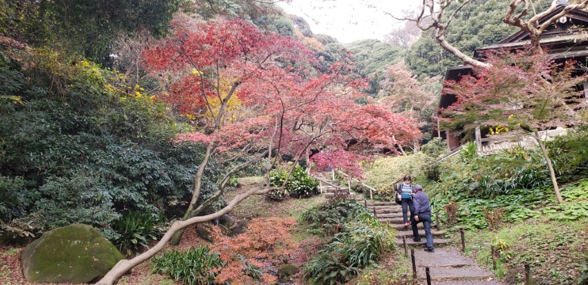 Acer japonicum plantplacesimage20181207_100834.jpg