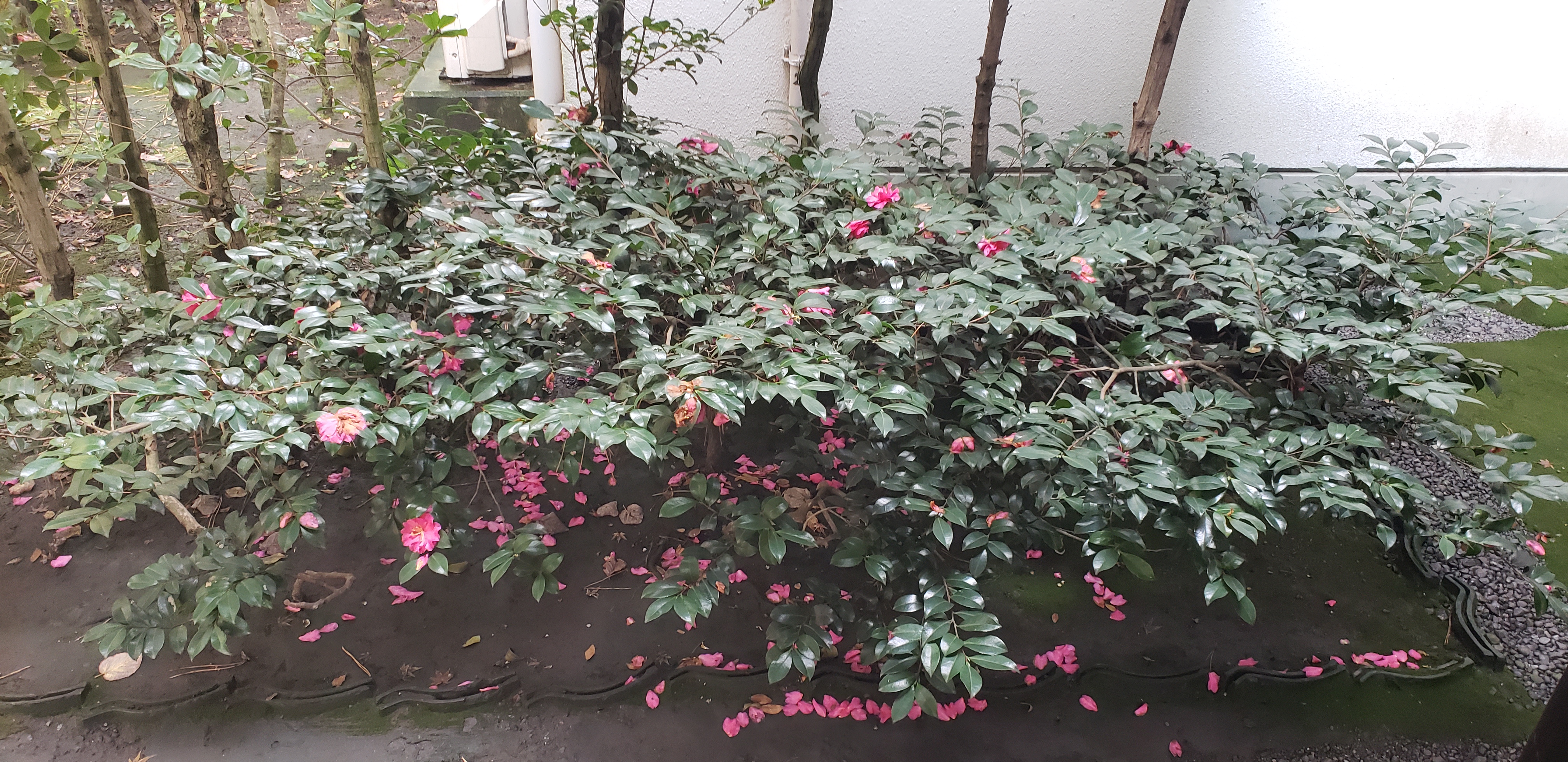 Camellia sasanqua plantplacesimage20181207_103304.jpg