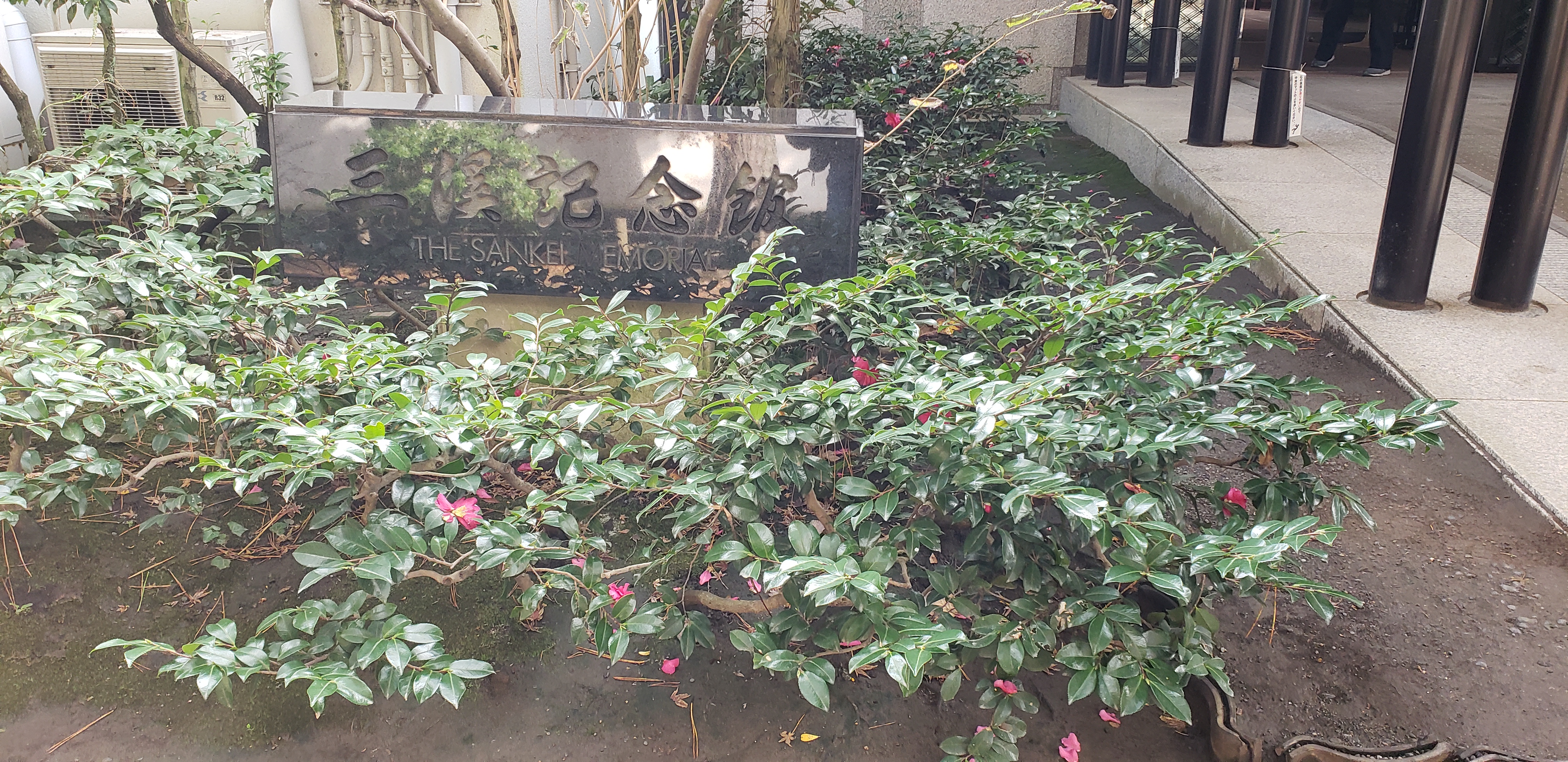 Camellia sasanqua plantplacesimage20181207_103326.jpg