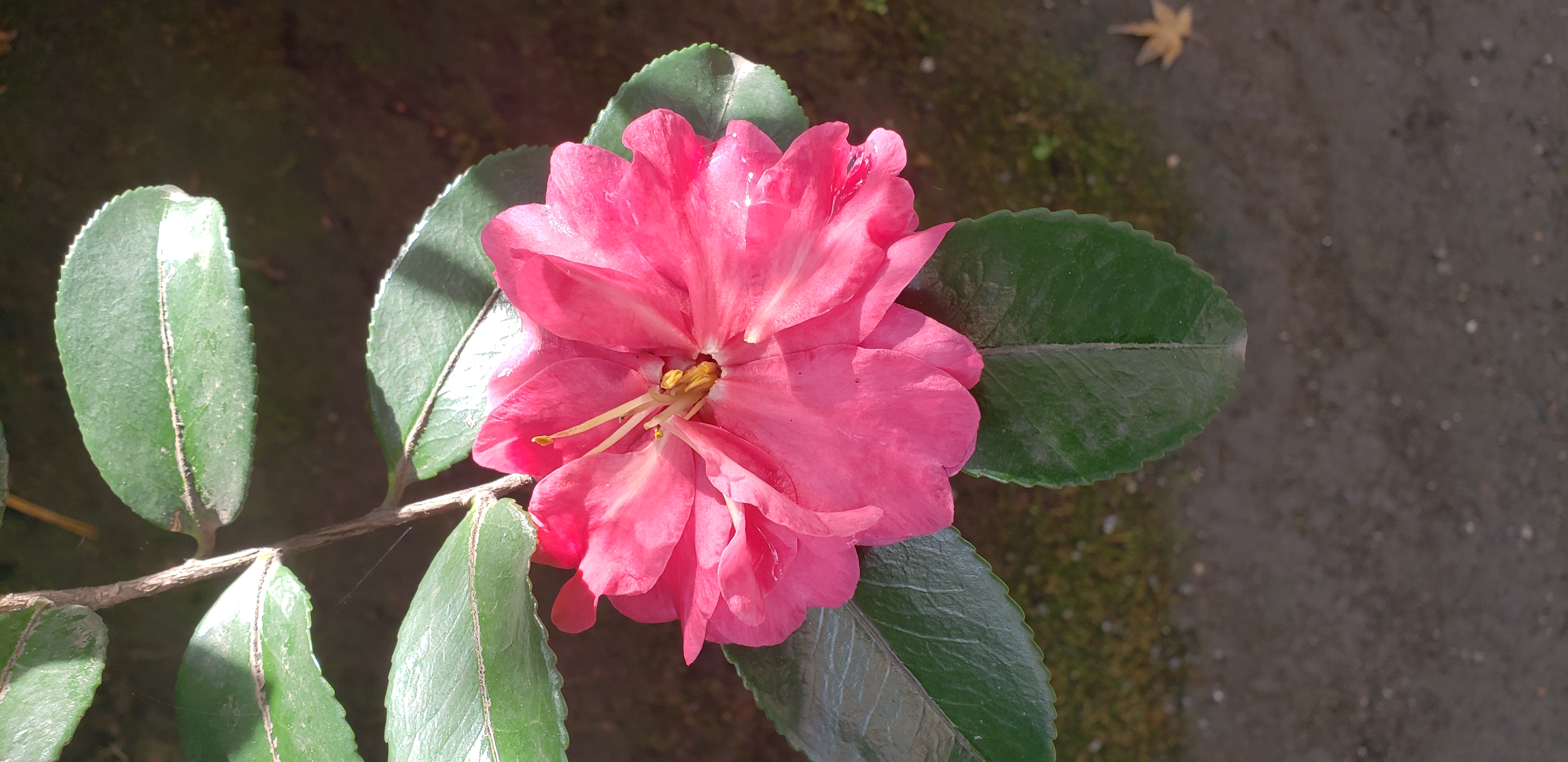 Camellia sasanqua plantplacesimage20181207_103343.jpg