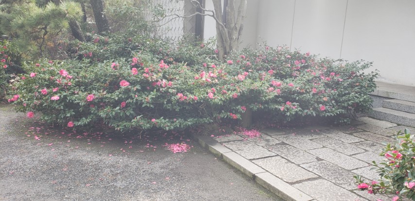 Camellia sasanqua plantplacesimage20181207_103544.jpg