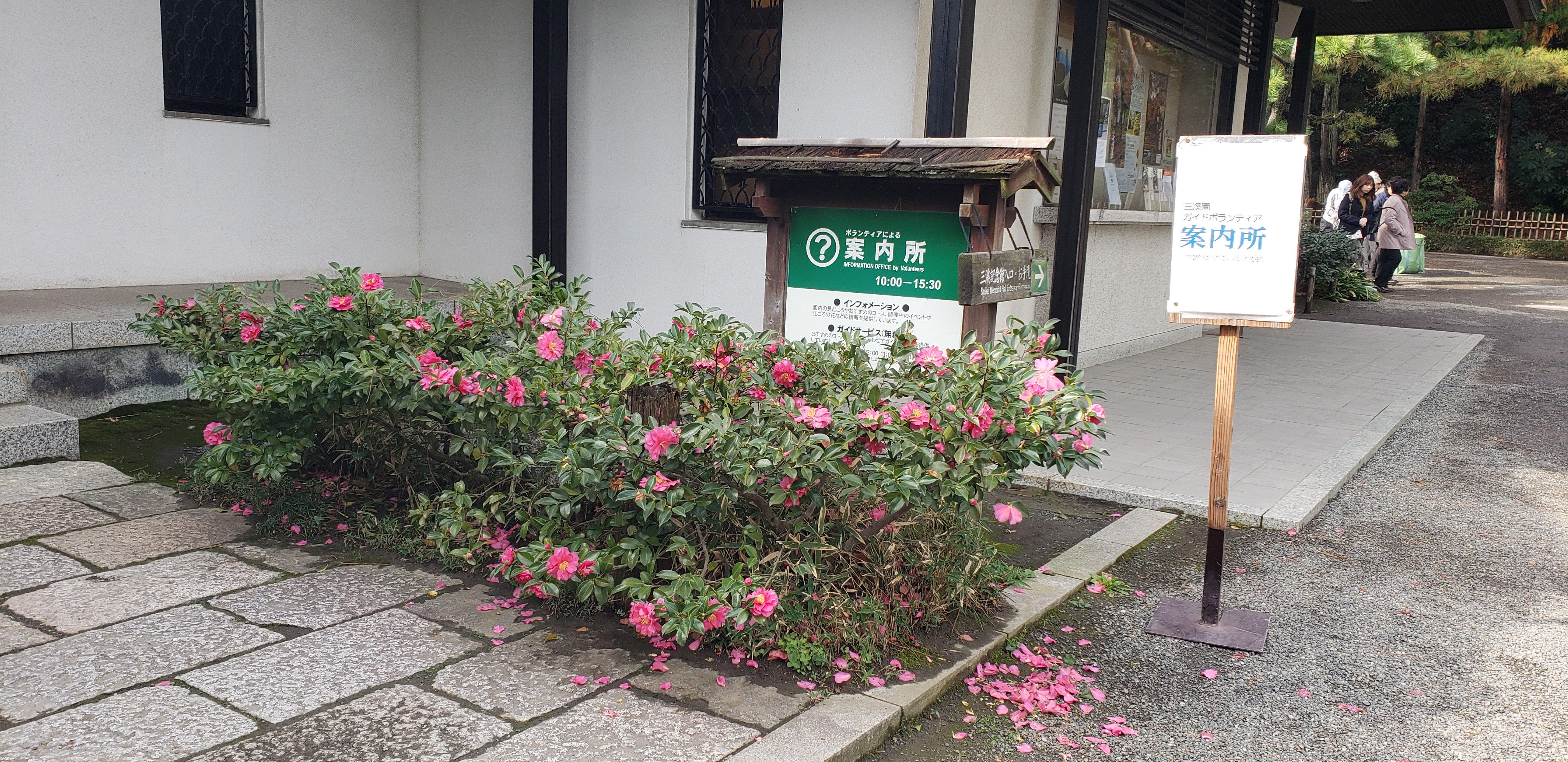 Camellia sasanqua plantplacesimage20181207_103555.jpg