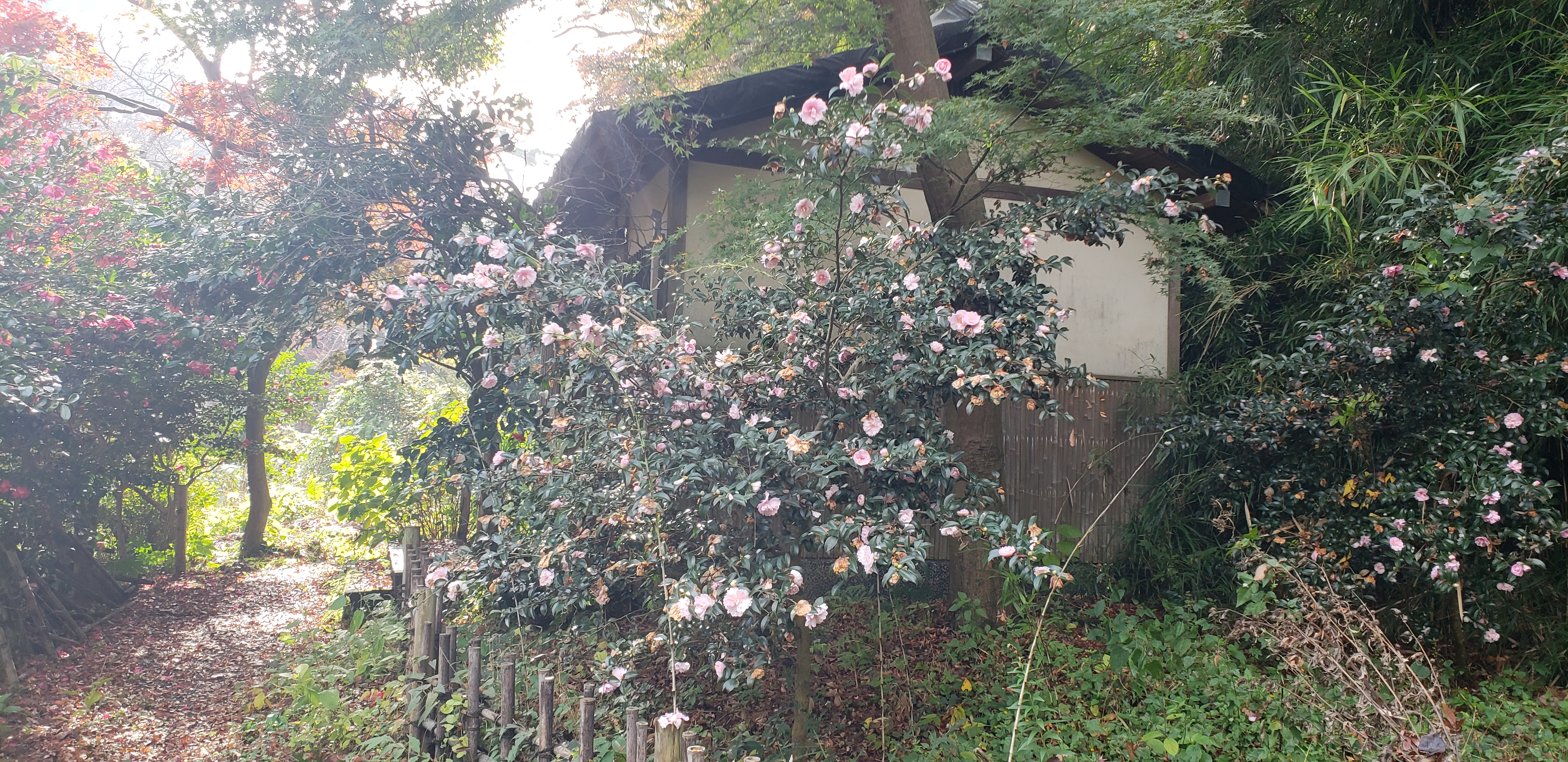 Camellia sasanqua plantplacesimage20181207_104207.jpg