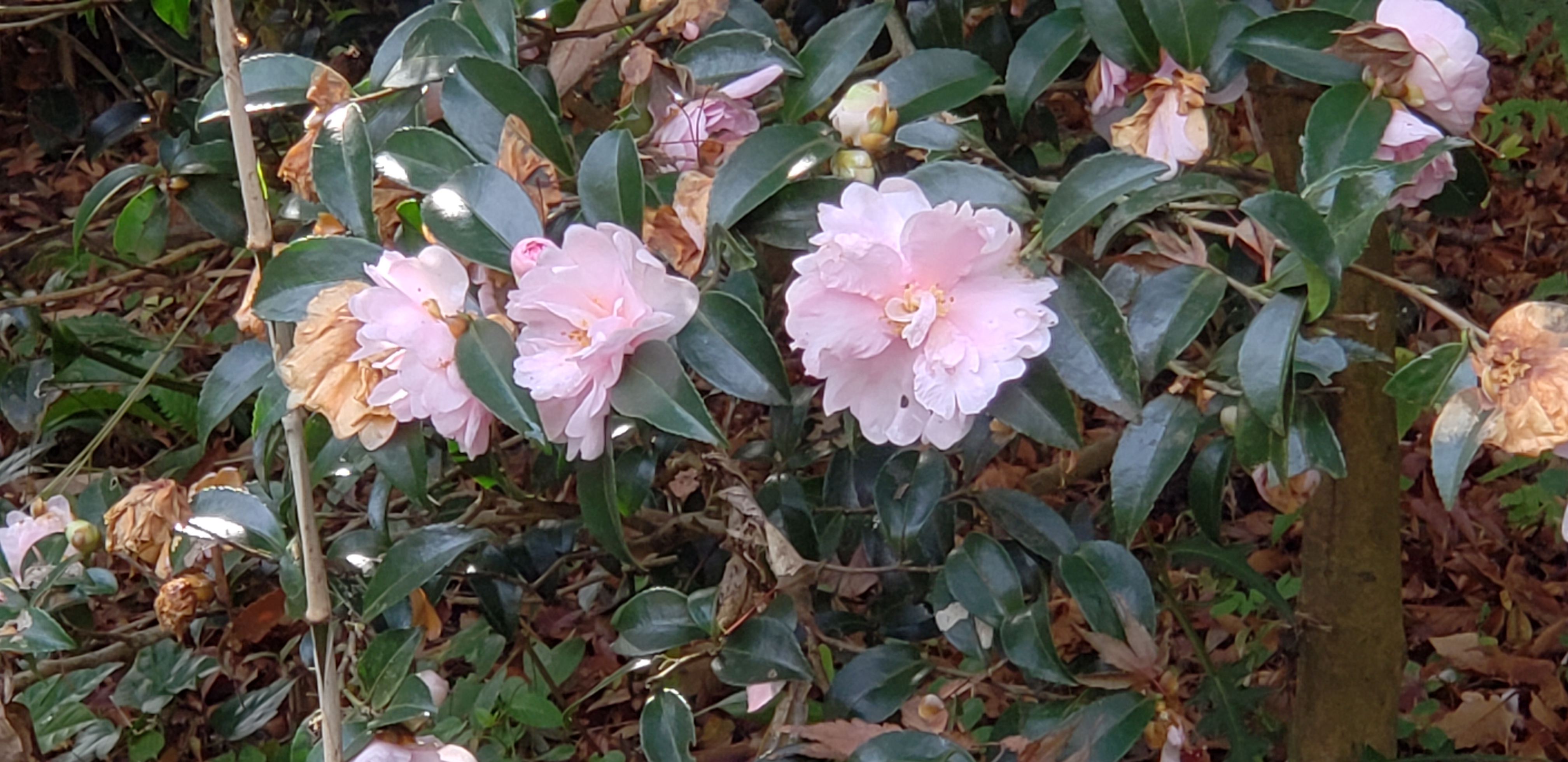 Camellia sasanqua plantplacesimage20181207_104221.jpg