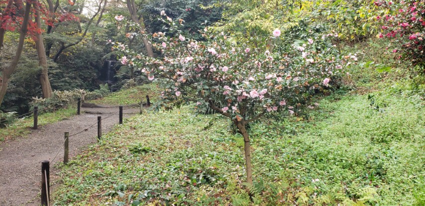 Camellia sasanqua plantplacesimage20181207_104736.jpg