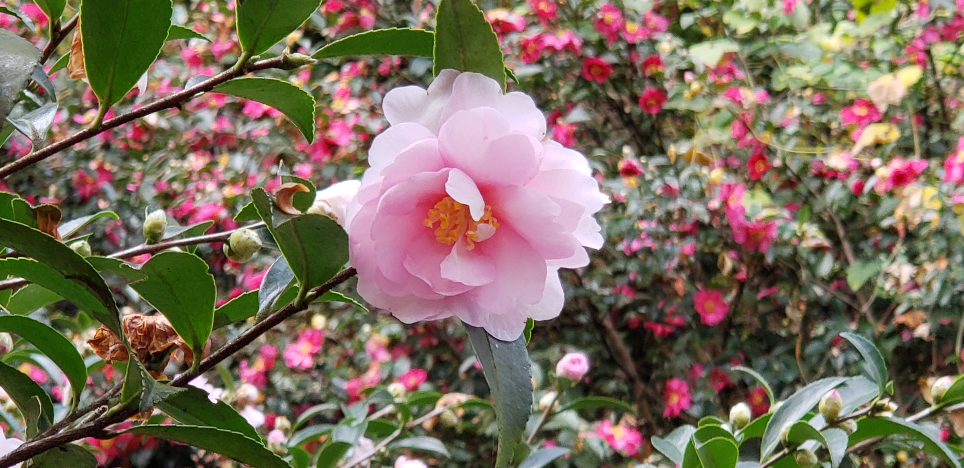 Camellia sasanqua plantplacesimage20181207_104757.jpg