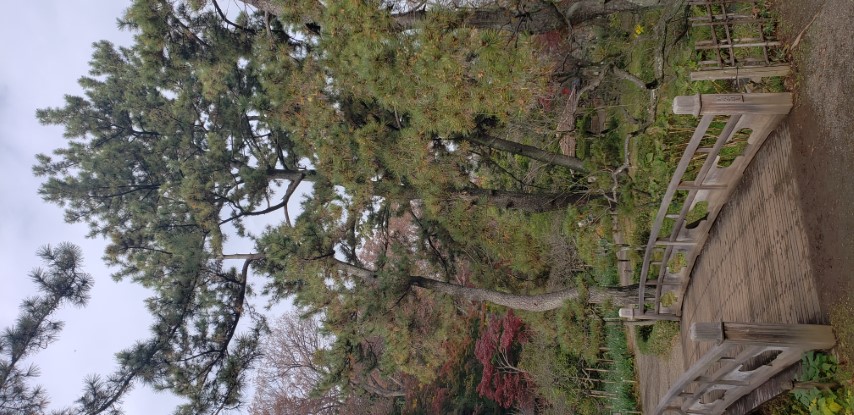 Pinus nigra plantplacesimage20181207_104901.jpg