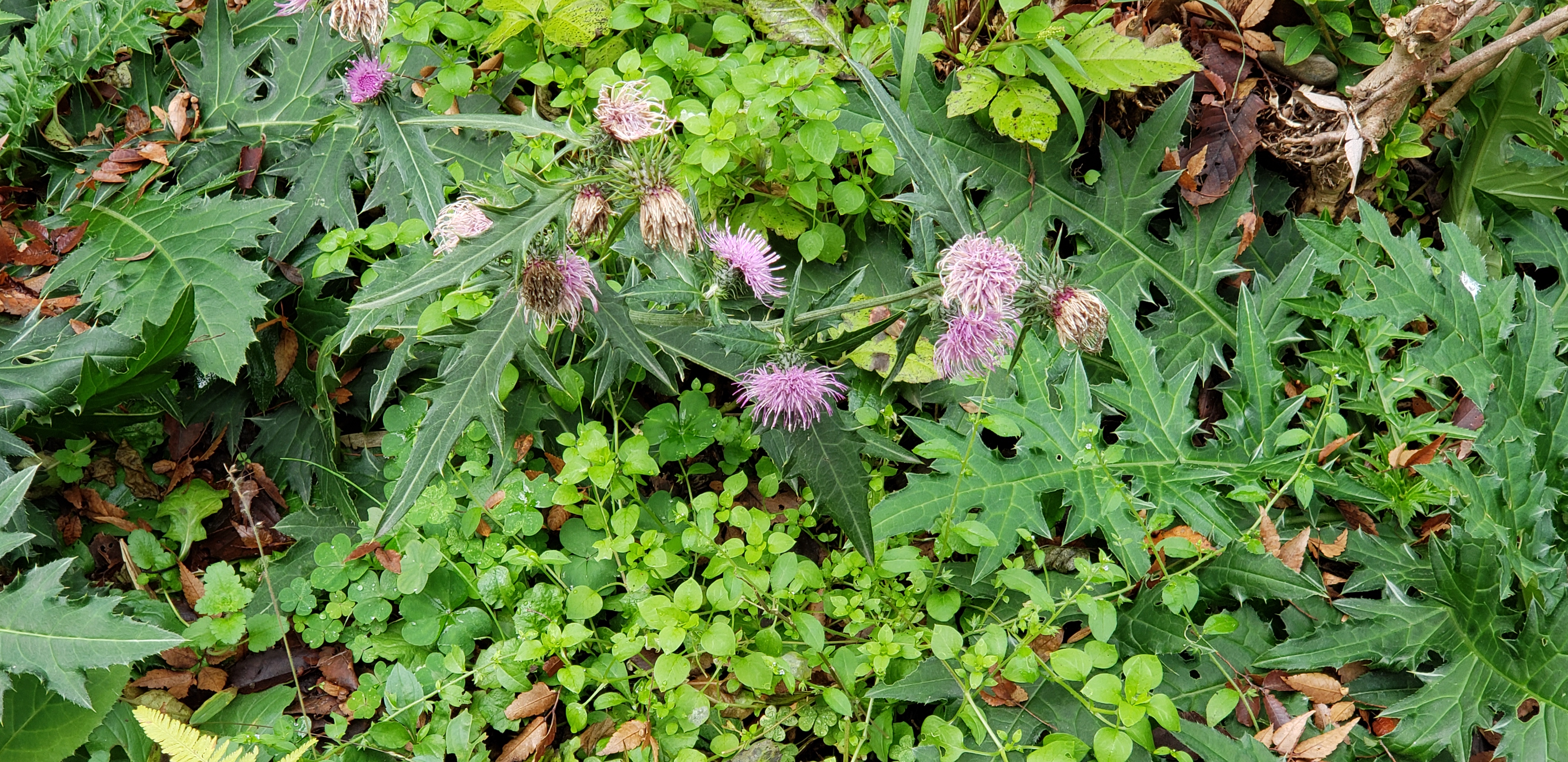 Cirsium japonicum plantplacesimage20181207_105739.jpg