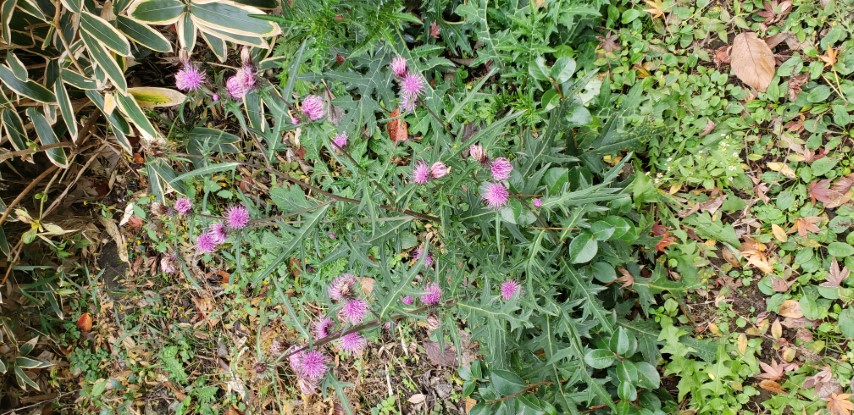 Cirsium japonicum plantplacesimage20181207_105935.jpg