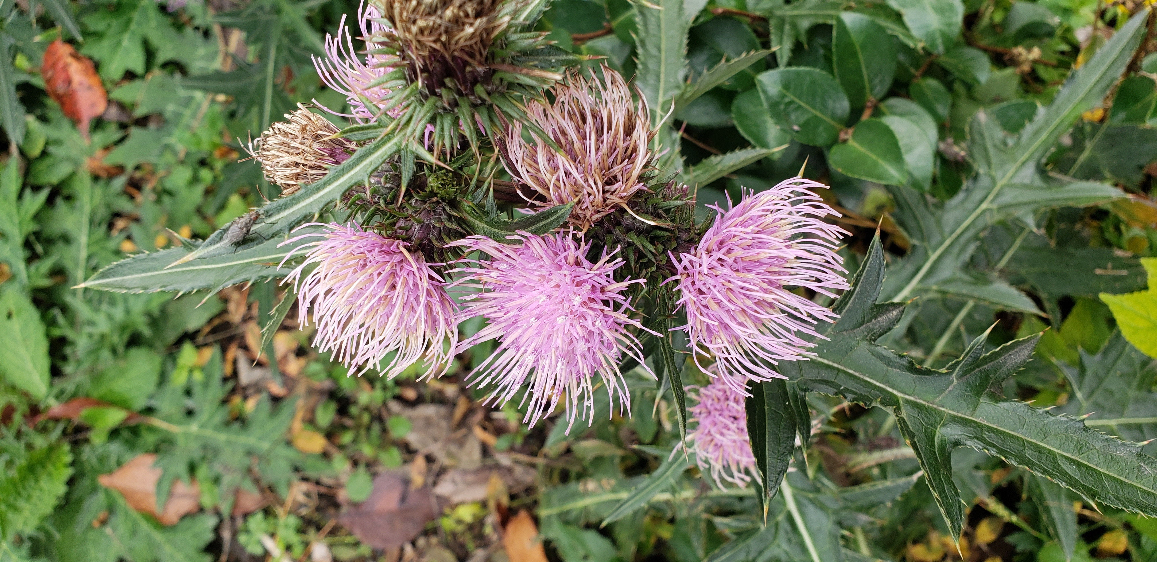 Cirsium japonicum plantplacesimage20181207_105946.jpg