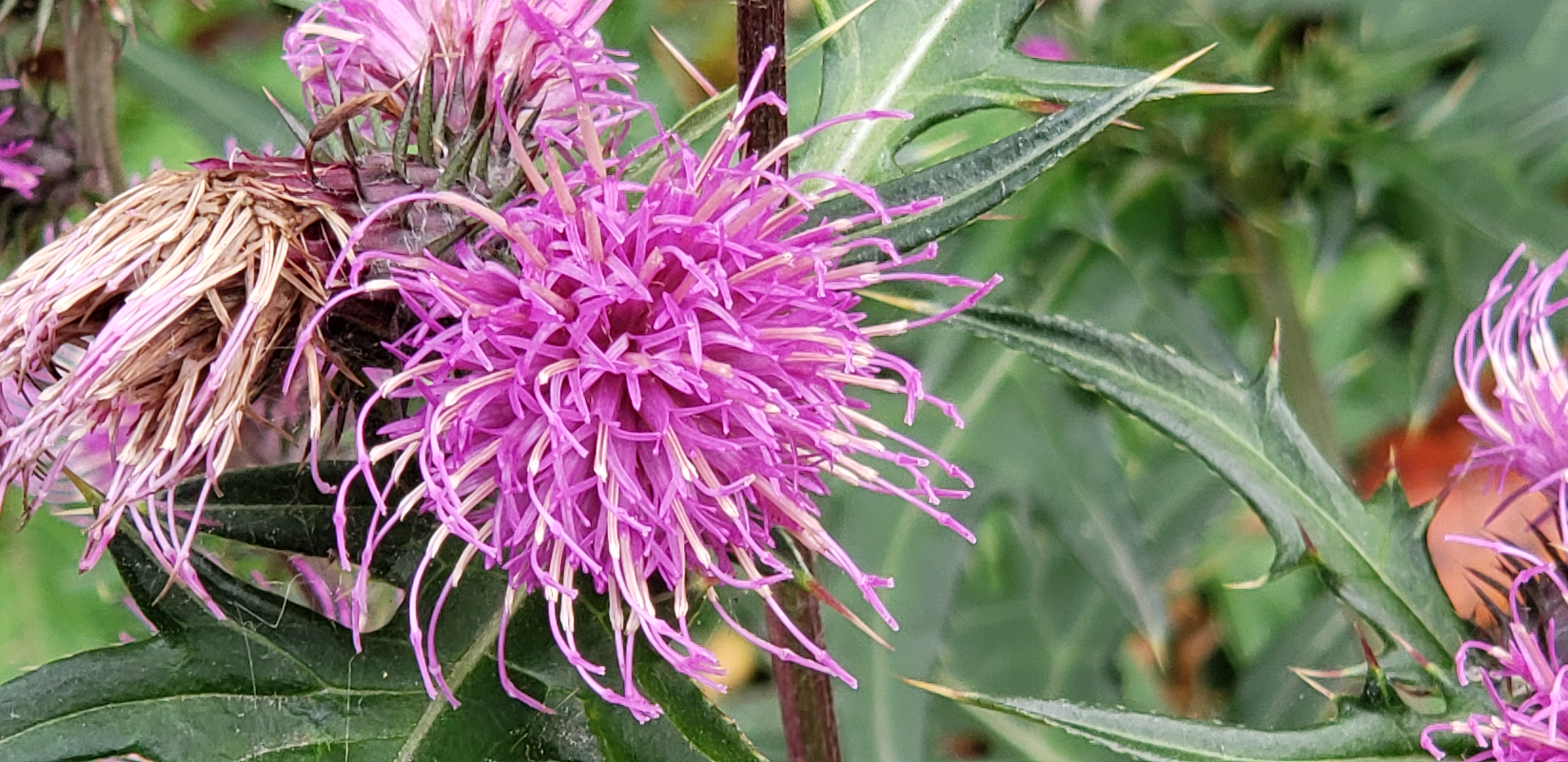 Cirsium japonicum plantplacesimage20181207_105956.jpg