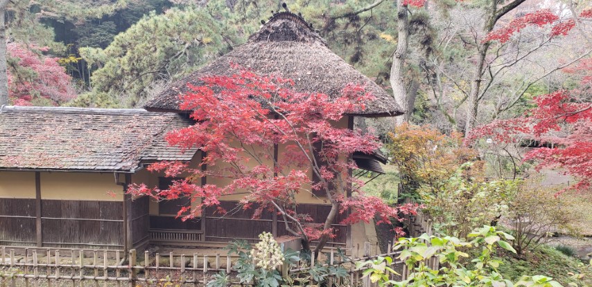 Acer japonicum plantplacesimage20181207_110030.jpg