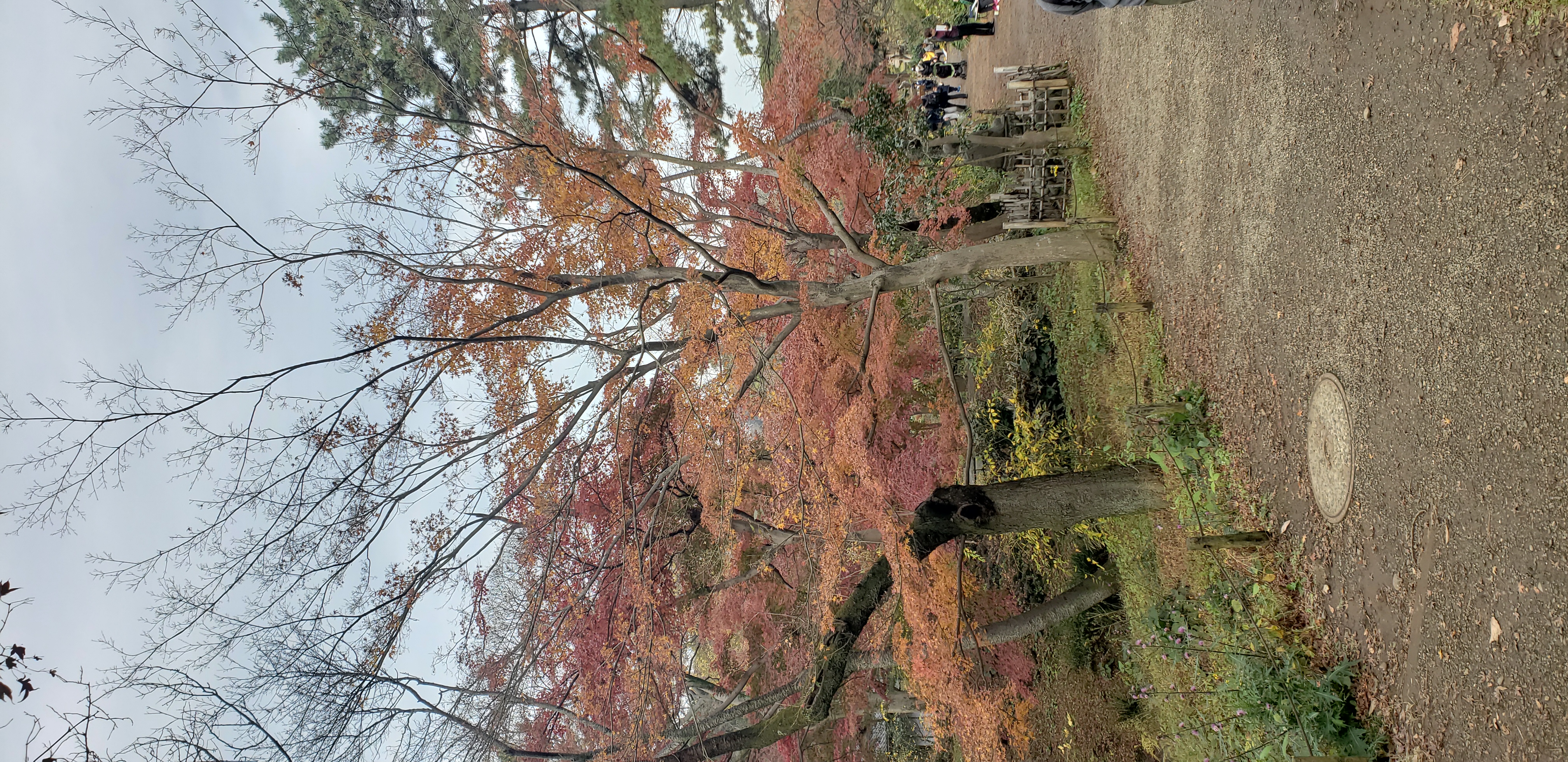 Acer japonicum plantplacesimage20181207_110200.jpg