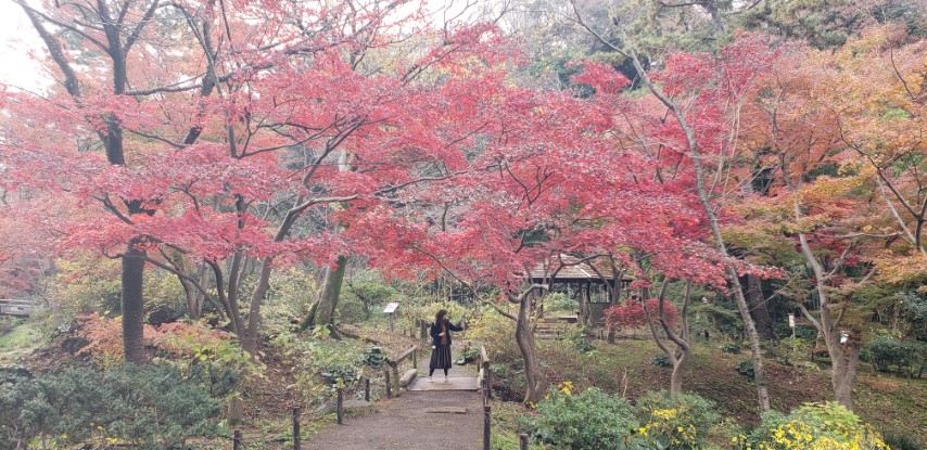 Acer japonicum plantplacesimage20181207_110338.jpg