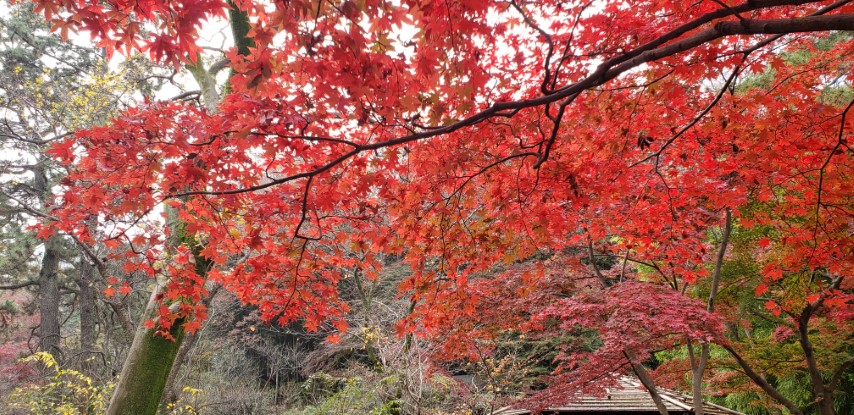 Acer japonicum plantplacesimage20181207_110421.jpg