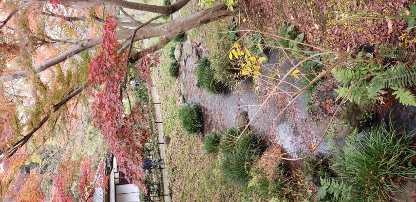 Acer japonicum plantplacesimage20181207_110436.jpg