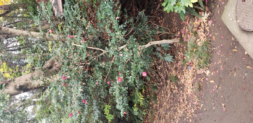 Camellia sasanqua plantplacesimage20181207_111850.jpg