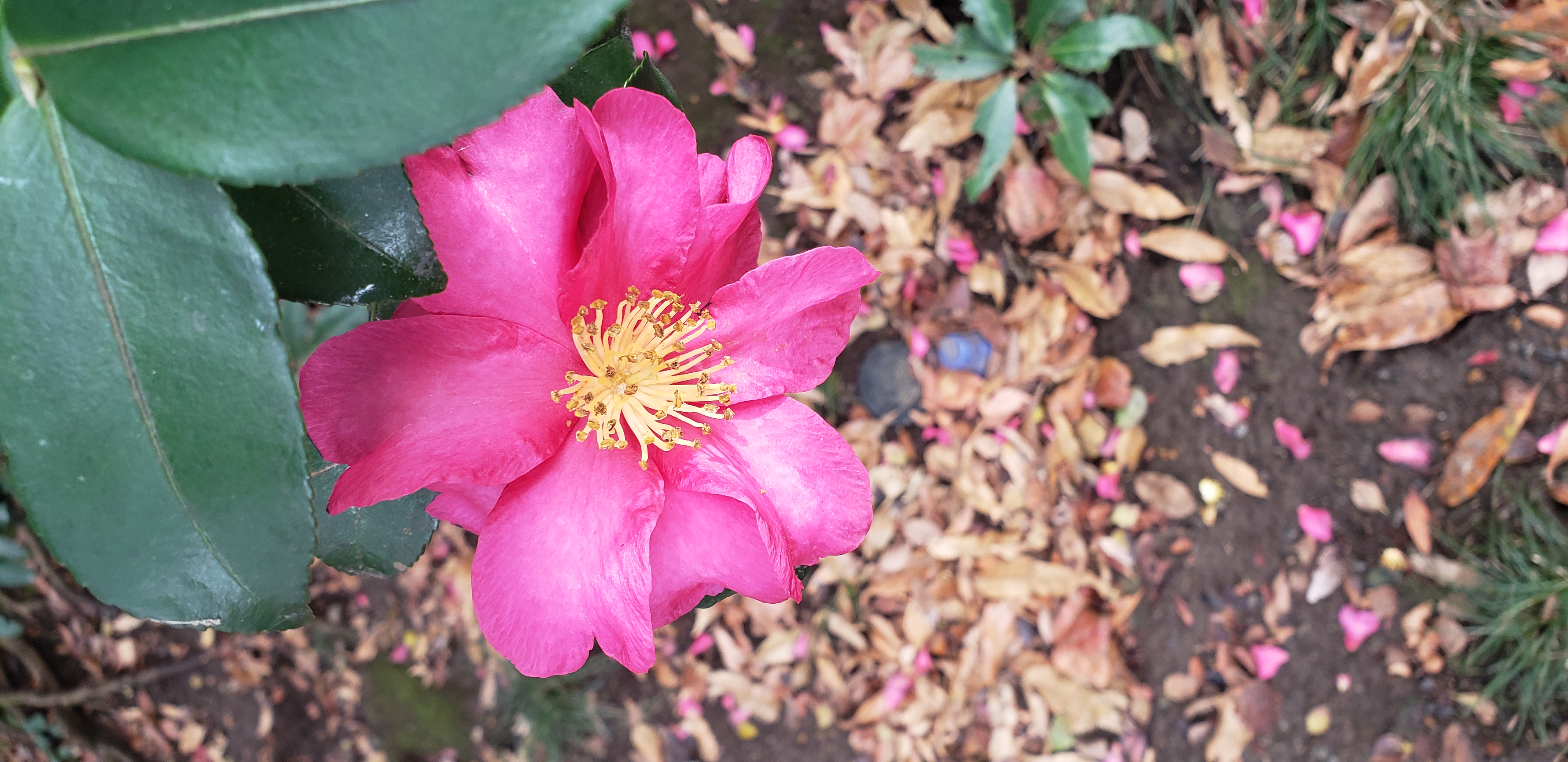 Camellia sasanqua plantplacesimage20181207_111904.jpg