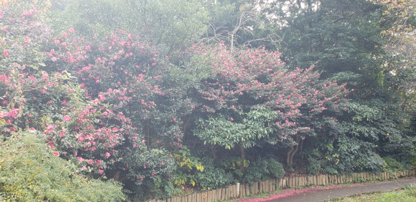 Camellia sasanqua plantplacesimage20181207_112028.jpg
