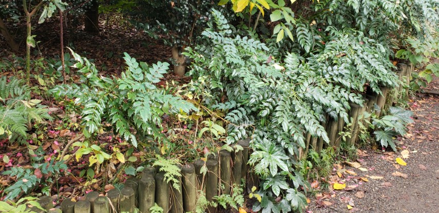 Mahonia aquifolium plantplacesimage20181207_113045.jpg