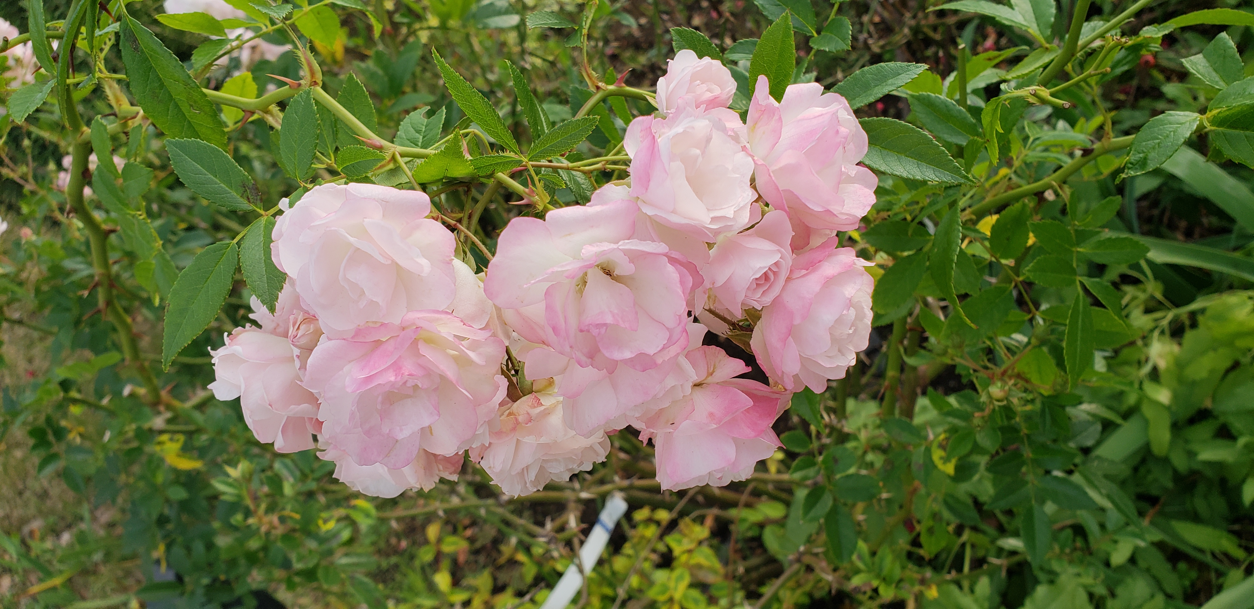 Rosa spp plantplacesimage20181207_134443.jpg