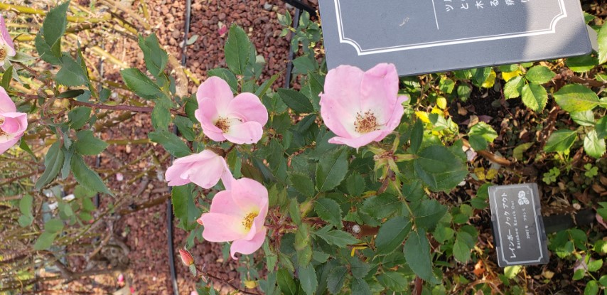 Rosa spp plantplacesimage20181207_134719.jpg